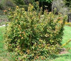 California barberry, wavyleaf barberry, island barberry, creeping holly grape. Mahonia Pinnata Wikipedia