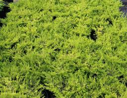 Maybe you would like to learn more about one of these? Coleonema Pulchrum Sunset Gold Awa Nursery