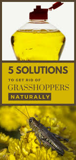 How to control grasshoppers in garden. 5 Solutions To Get Rid Of Grasshoppers Naturally Grasshopper Natural Repellent Natural Pesticides