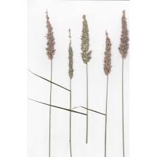 Image result for Enneapogon cenchroides