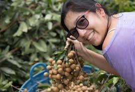 273 Logan Fruit Stock Photos