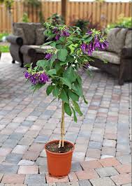 Image result for Iochroma