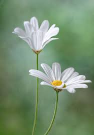 Pin On Wild Flowers