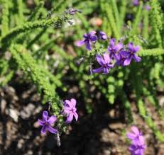 Image result for Jamesbrittenia burkeana