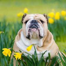 Check spelling or type a new query. Common Plants Toxic To Your Dog Australian Dog Lover