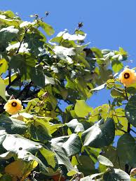 Image result for Hibiscus tiliaceus