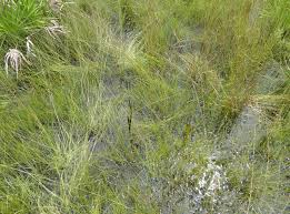 Image result for Fimbristylis madagascariensis