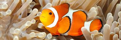Bientôt la fin du 'Monde de Nemo' ? Les poissons-clowns en danger