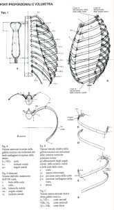 E316f12ba642359305bb4905fad83e13 Jpg 736 1361 Human Anatomy For Artists Anatomy Sketches Anatomy Bones