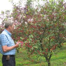 We grow both clonal and seedling virus free fruit tree rootstock for apple cherry, pear, plum, and peach. Dwarf Fruit Trees From Stark Bro S Dwarf Fruit Trees For Sale