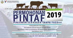 Tetapi ternak kambing kami terus dikembangkan. Bantuan Ternakan Kambing 2019