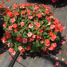 Image result for Impatiens stuhlmannii