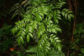 Image result for Ptisana