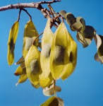 Image result for Secamone stuhlmannii