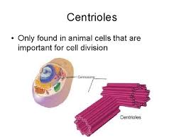 Animal cells are types of cells that are specifically found in animals. Cell Structure And Function Cell The Smallest Unit