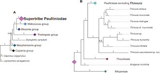 Image result for Haplocoelum inoploeum