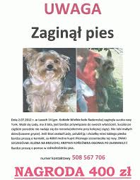 Postaw na cierpliwość, szczegółowe informacje i kilka przydatnych sztuczek. Co Napisac Na Ogloszeniu O Zaginionym Psie Zapytaj Onet Pl