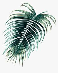 Tropical Rainforest Png Download Tropical Jungle Leaf Png Transparent Png Transparent Png Image Pngitem 38 transparent png of jungle leaves. tropical jungle leaf png transparent