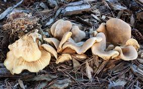 Image result for Paxillus panuoides