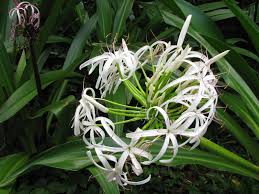 Image result for Crinum paludosum