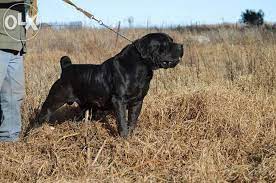 Black Boerboel For Stud Sale Bully Breeds Dogs Bull Mastiff Dogs Farm Dogs