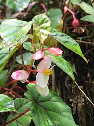 Image result for Begonia meyeri-johannis