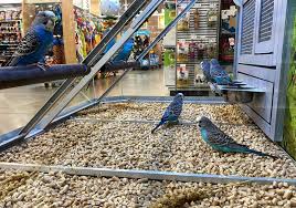 When you are ready to find a feathered friend, peruse petco's selection of cockatiels, parakeets, conures, and finches online then visit your local store to see which birds are available to purchase. 117 Pet Storefront Photos Free Royalty Free Stock Photos From Dreamstime