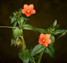 Image result for Anagallis pumila