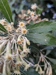 Image result for Brachylaena discolor