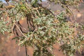 Image result for Strombosiopsis