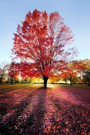 crimson sunset schaumburg illinois beautiful nature autumn trees scenery crimson sunset schaumburg illinois