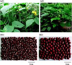 Image result for Vigna umbellata