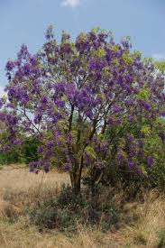 Image result for Bolusanthus speciosus