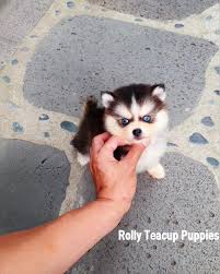 Rolly pups inc is selling premium quality teacup puppies worldwide. Rolly Pups Balto Mini Pomsky Male Is Here