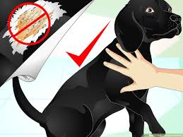 How to put a barrette in a dog's hair? How To Make A Dog S Coat Shine 9 Steps With Pictures Wikihow