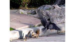 I imagine that the crows won in the end, it is natures way of cleaning up. Mama Squirrel Tries To Save Blind Baby Squirrel From Crows Youtube