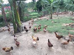 852 x 480 jpeg 86 кб. Uncle Rani Organic Chicken Farm Photos Facebook