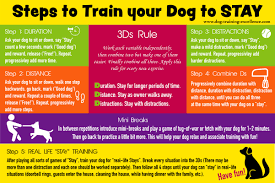 Slowly lift the treat over their head towards their rear. Training Your Dog To Stay Step By Step Guide