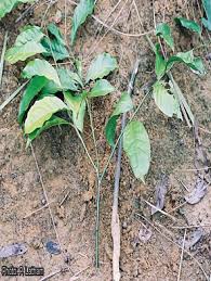 Image result for Pentadiplandra brazzeana