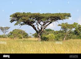 Image result for Burkea africana
