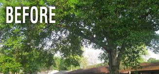 Call the permit number listed on each map and see the official rules below: Rufus Tree Inc 713 695 4239 Tree Trimming Tree Removal Lot Clearing Tree Pruning Root Barriers Storm Damaged Trees Stump Removal Stump Grinding Sell And Deliver Firewood Member Bbb Commercial Free Estimates Bonded Insured