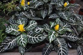 Flowering indoor house plants low light. Don T Be Afraid Of The Dark 27 East