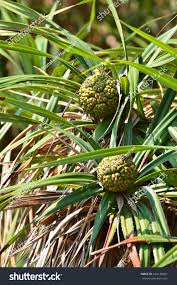 Image result for Pandanus odoratissimus