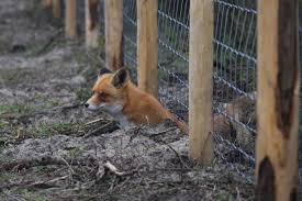 Foxes In The Henhouse Here S How To Protect Your Chickens From Foxes Chickens Get Rid Of Groundhogs Poultry House