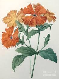 This flower's blooms can be pink, white, or magenta. Orange Rose Campion Painting By Pierre Joseph Redoute