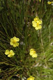 Image result for Xyris peteri