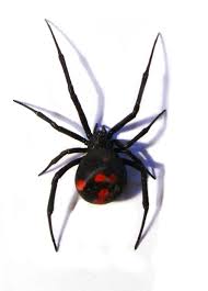 Ver más ideas sobre viuda negra, araña viuda negra, arañas. Viuda Negra Una Arana Para Tener En Cuenta Issuu