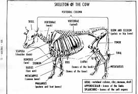 Cow Skeletal Diagram Wiring Diagrams