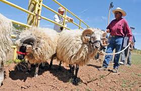 Building the Navajo Churro breed