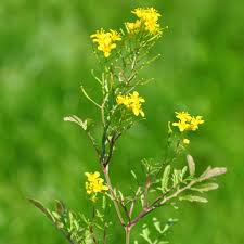 Image result for Rorippa nudiuscula